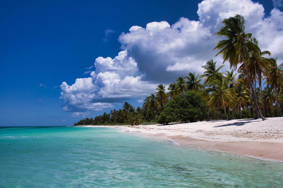 Playa caribeña de arena blanca con palmeras y mar turquesa, sin sargazo