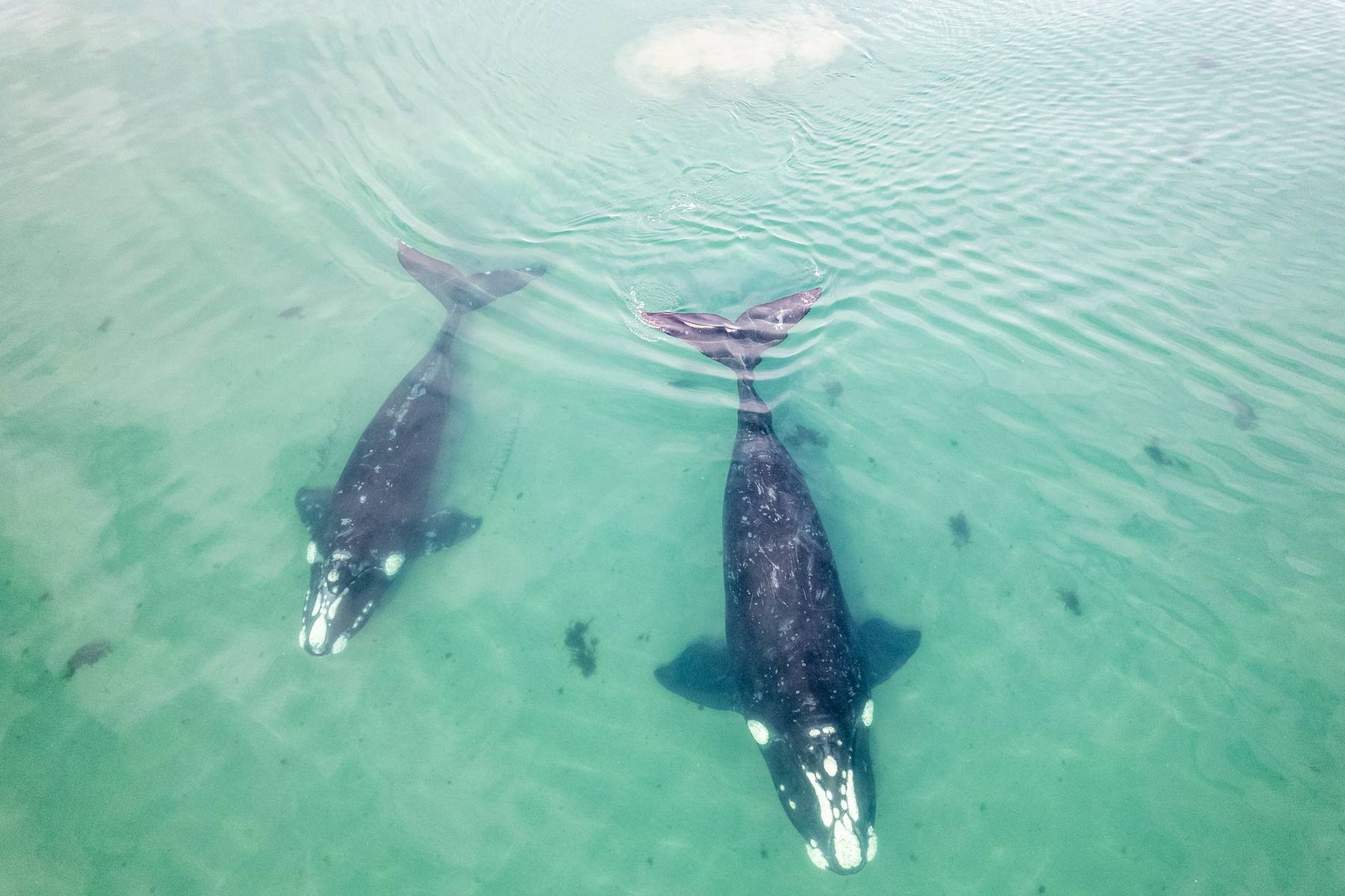 Puerto Madryn