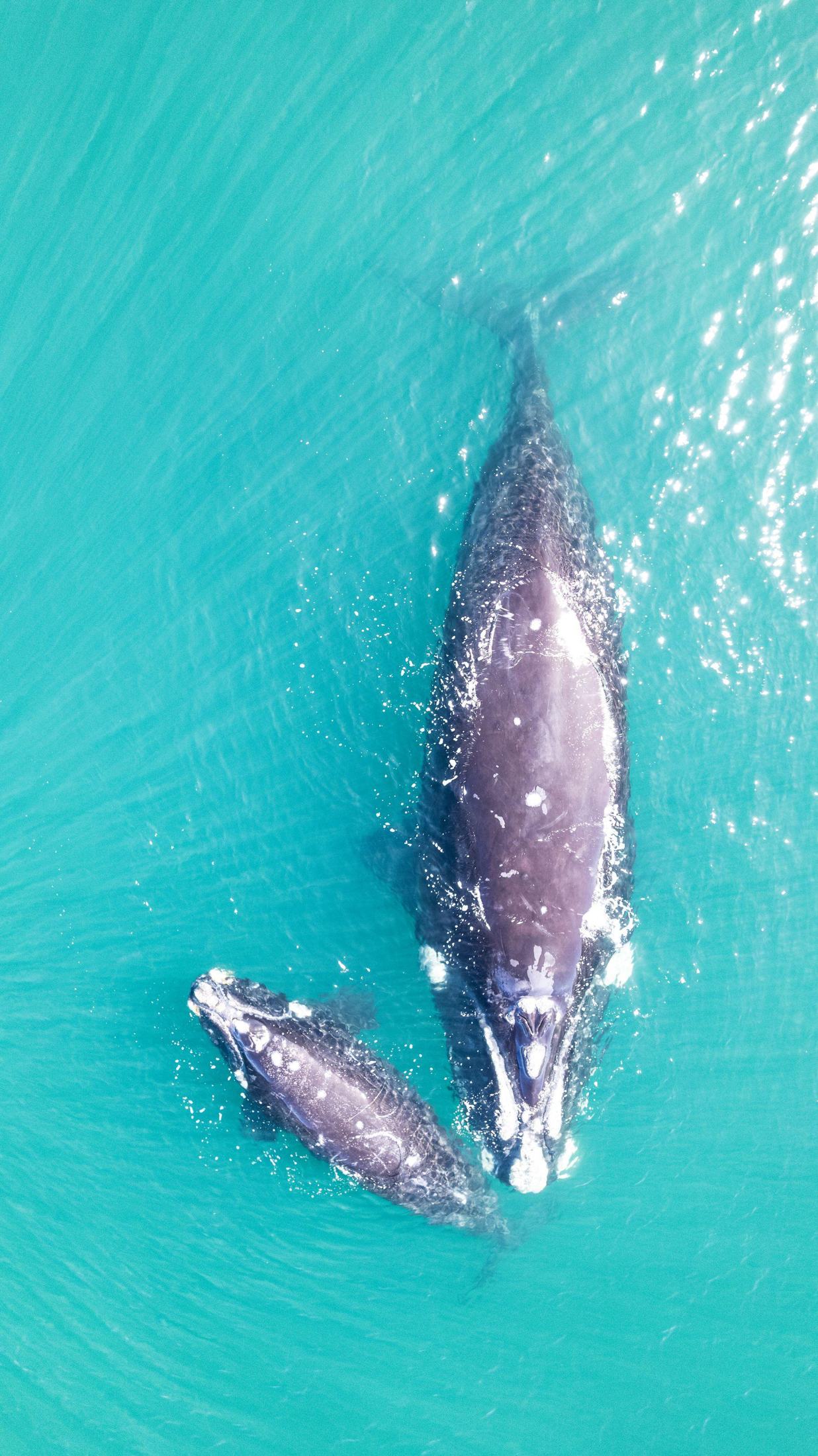 Ballena franca austral con su cría vista desde el aire, Península Valdés