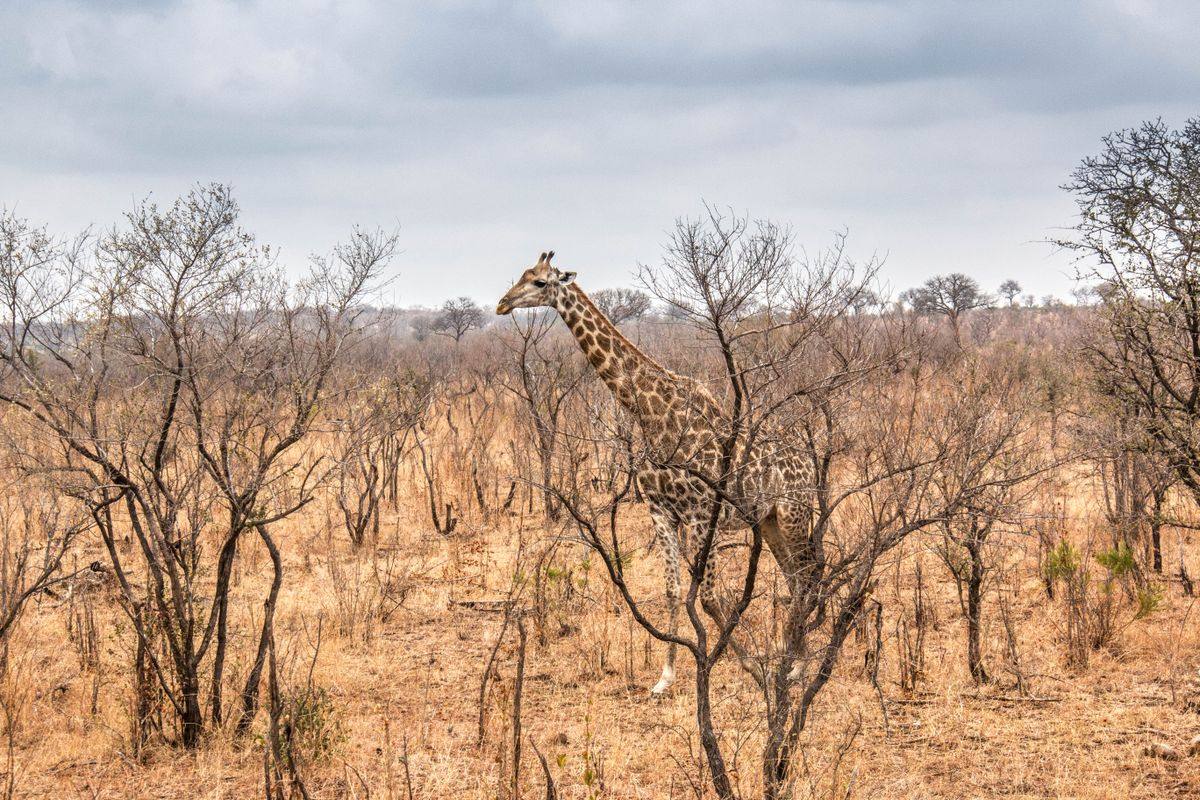 Jirafa entre árboles secos en la sabana africana