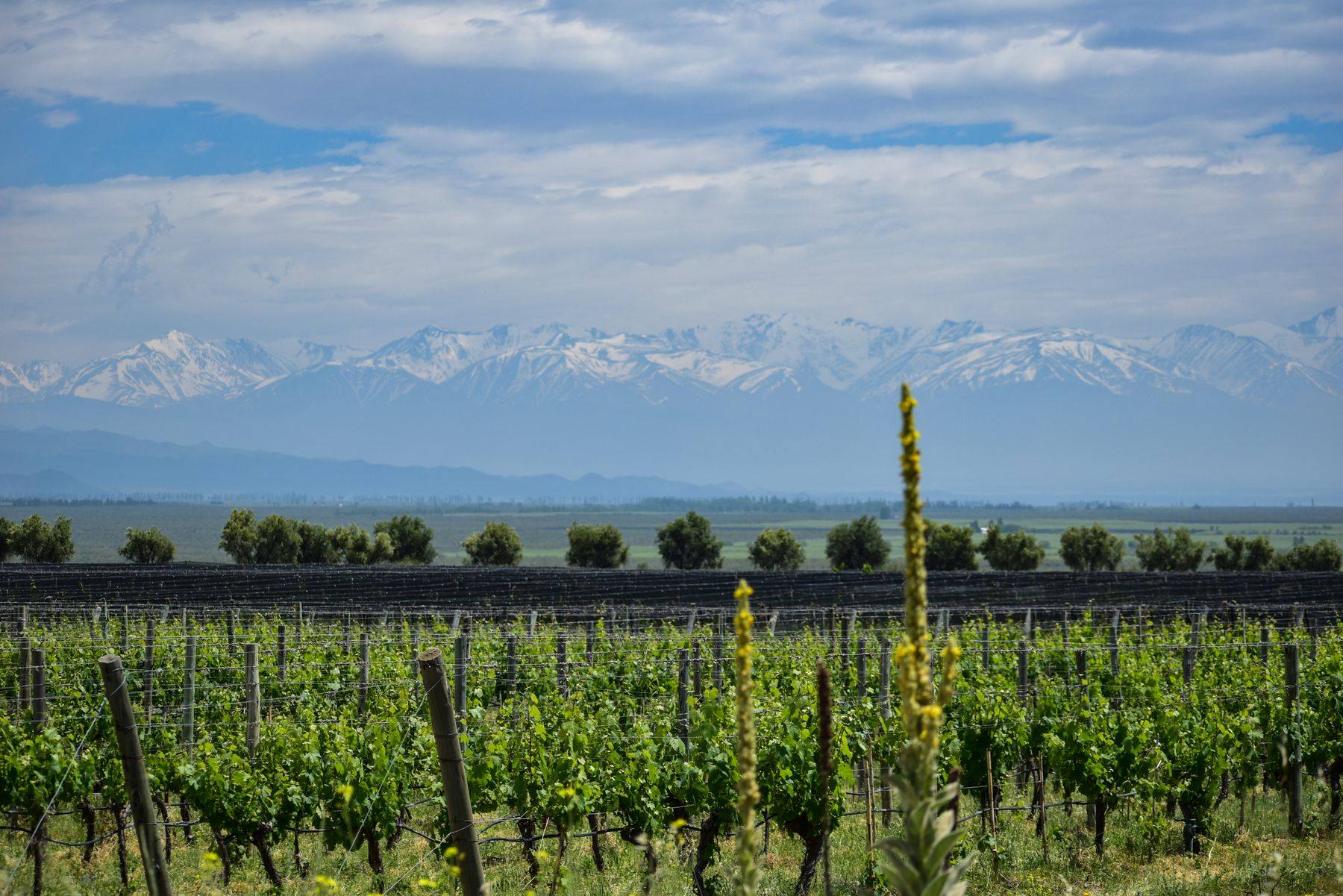 Viñedos en Tunuyán, Mendoza, con la cordillera de los Andes nevada al fondo
