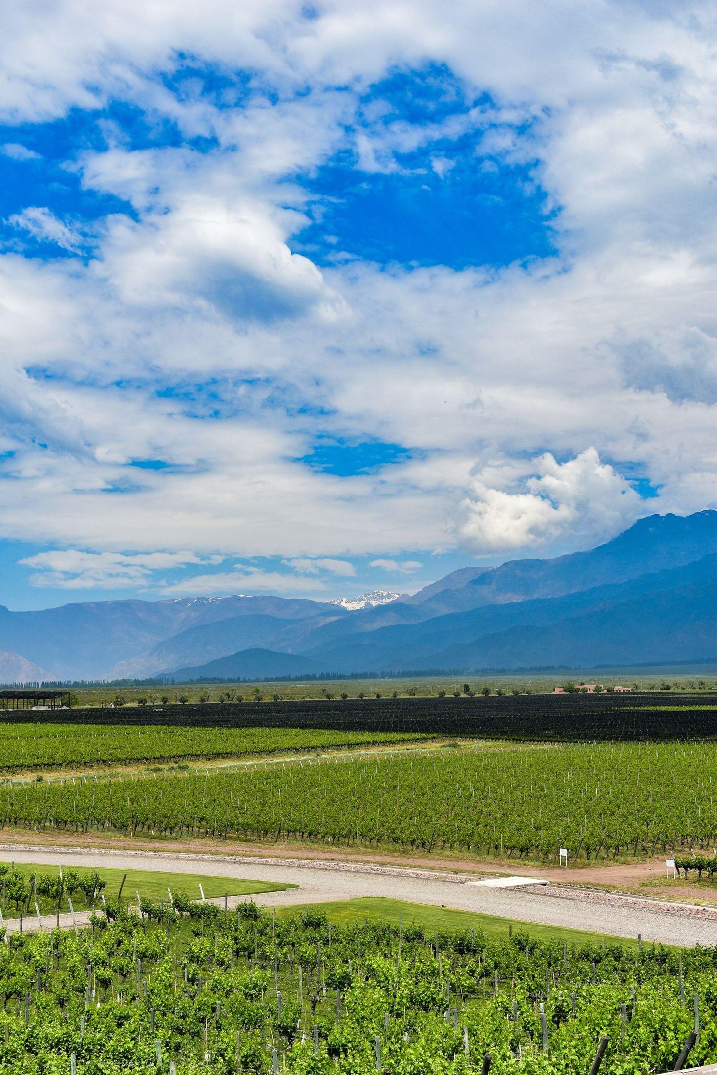 Viñedos verdes al pie de la cordillera de los Andes, Mendoza