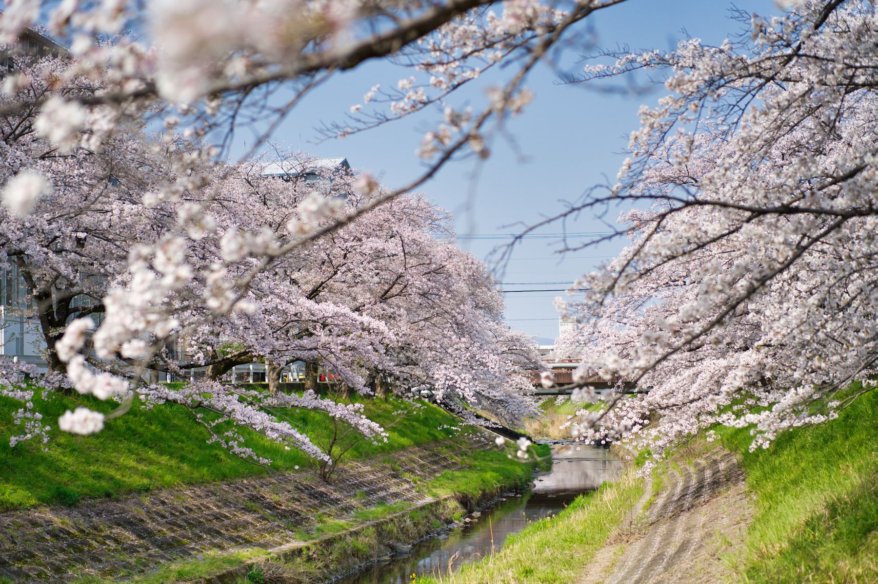 Cerezos en flor junto a un templo en Japón