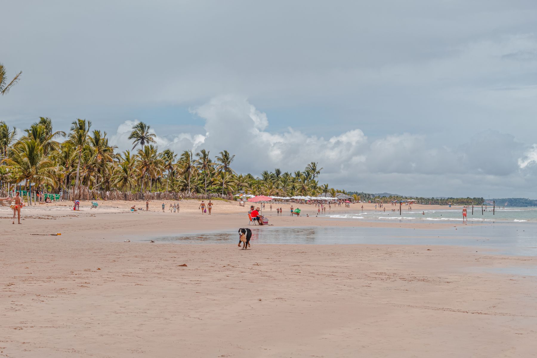 Playa con cocoteros en el litoral norte de Bahía, Brasil